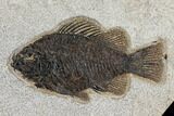 Two, Detailed Fossil Fish (Cockerellites) - Wyoming #151604-2